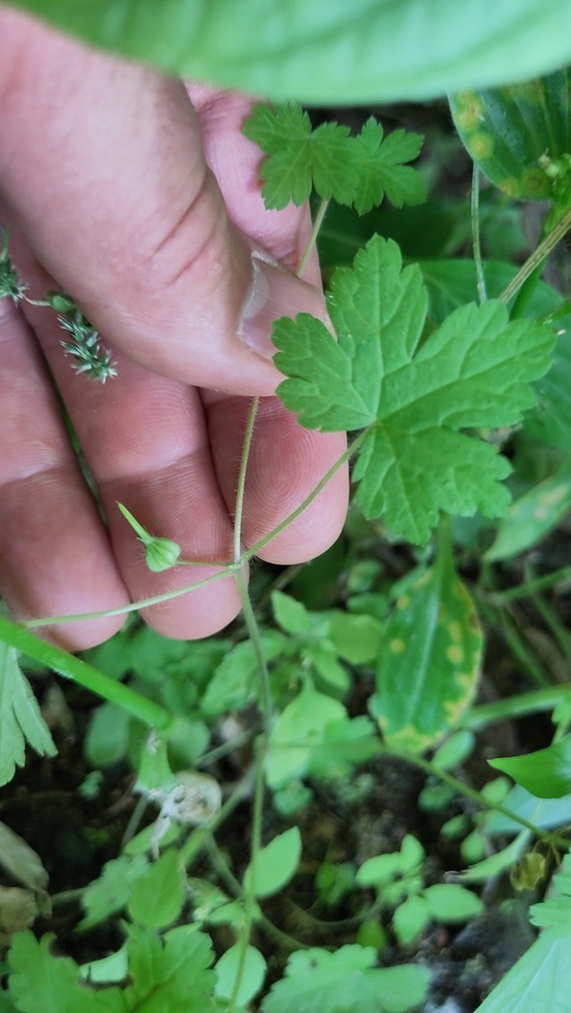 Geranium yemense photo 3