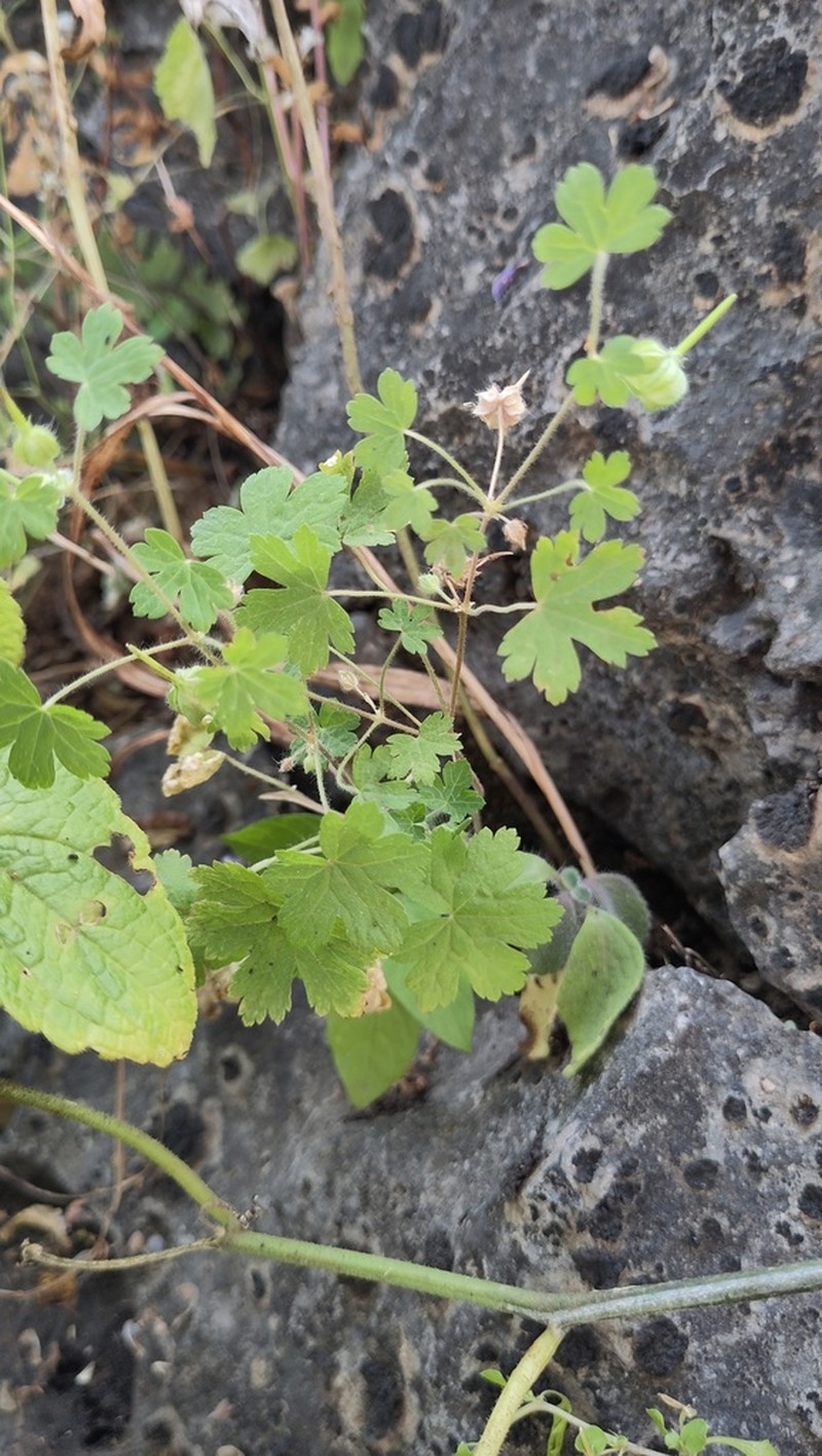 Geranium yemense photo 4