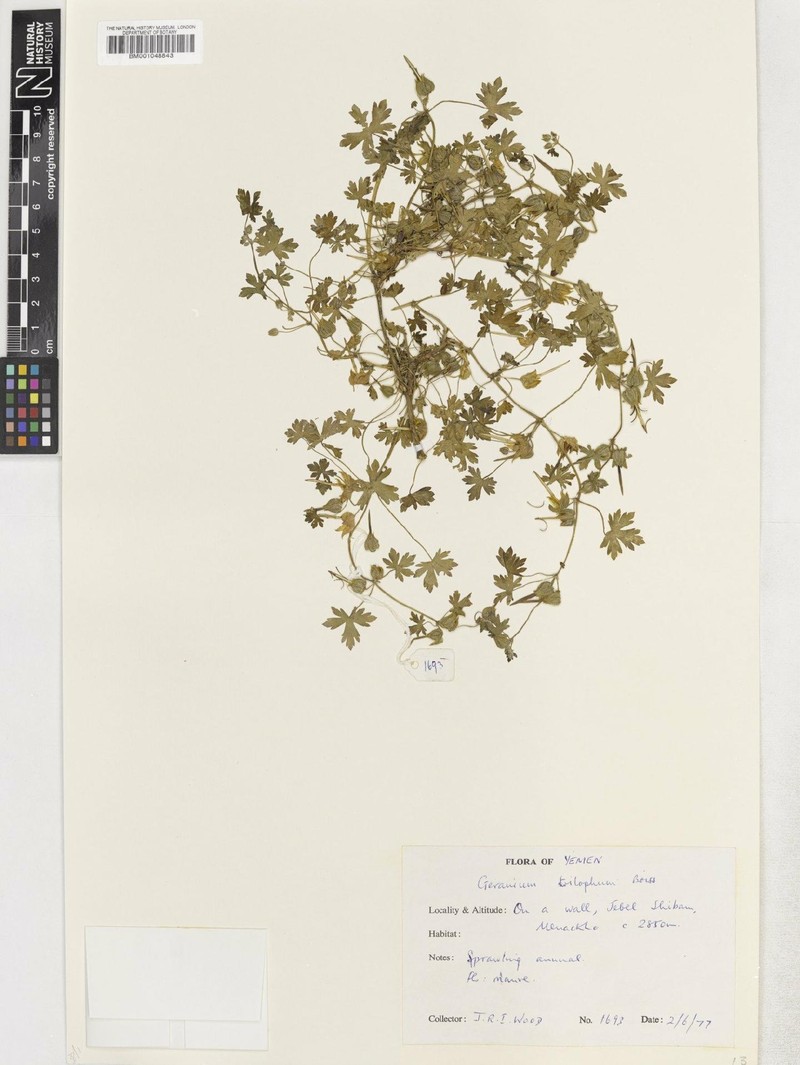 Geranium yemense photo 6