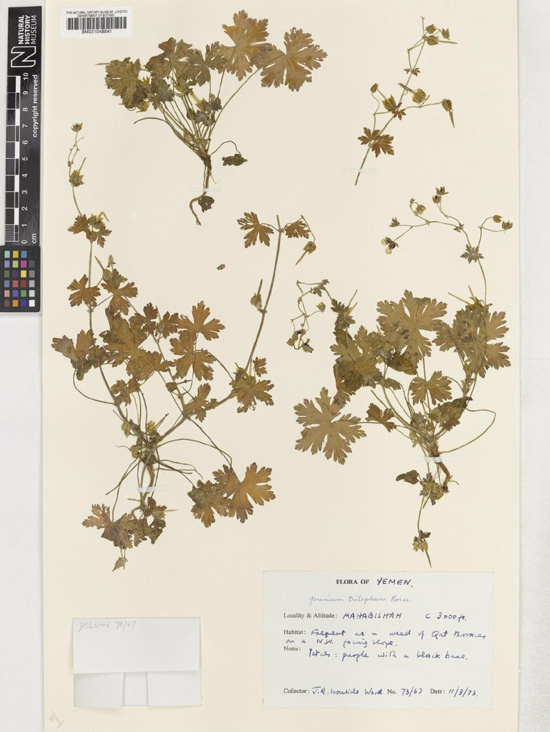 Geranium yemense photo 7