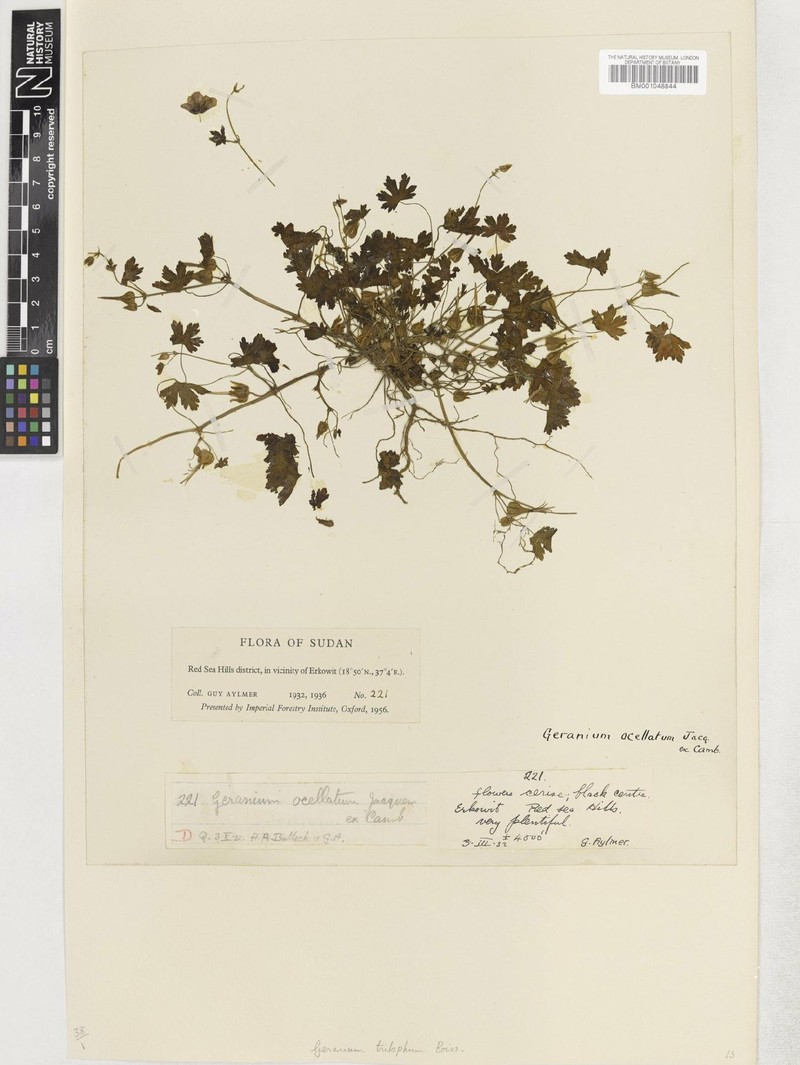 Geranium yemense photo 8