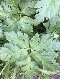 Greater Herb Robert