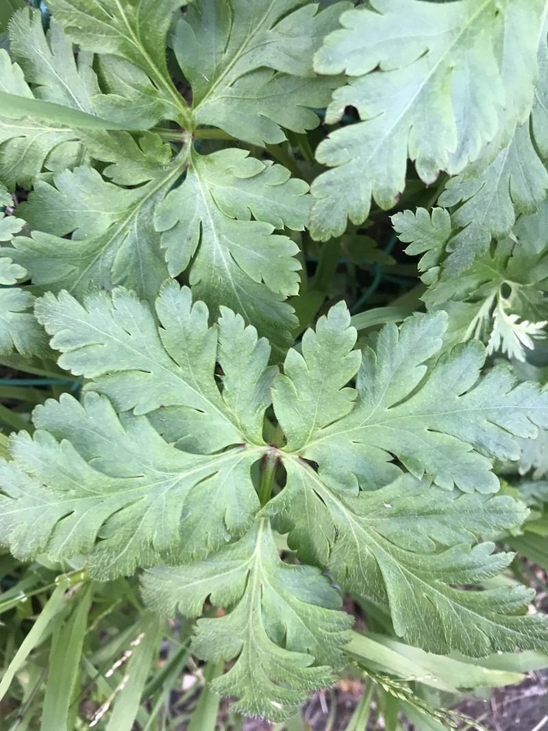 Greater Herb Robert