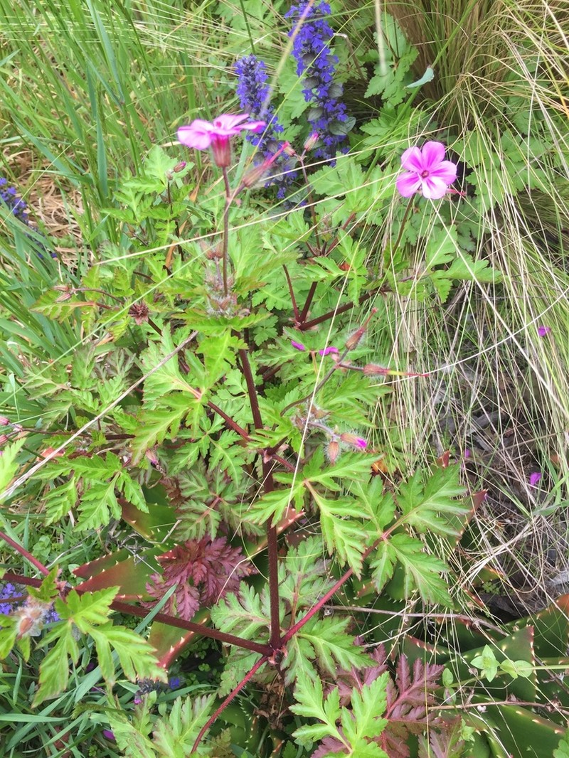 Greater Herb Robert photo 2