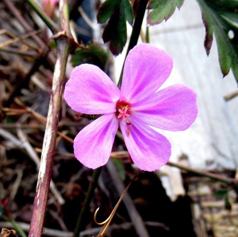 Greater Herb Robert photo 3