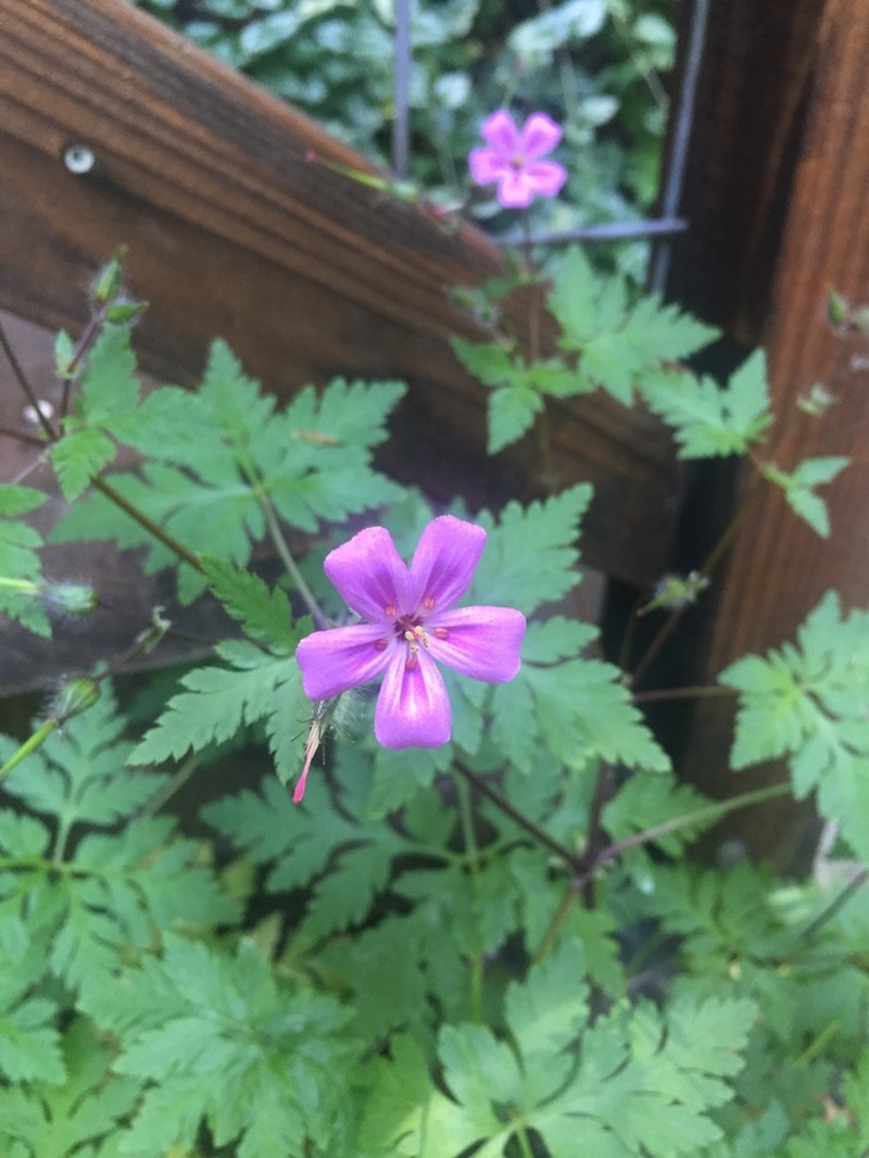 Greater Herb Robert photo 4
