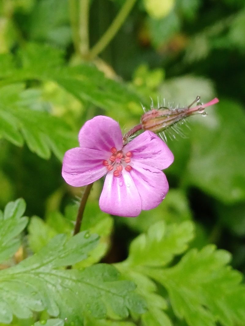Greater Herb Robert photo 5