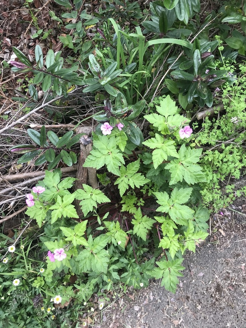 Greater Herb Robert photo 6