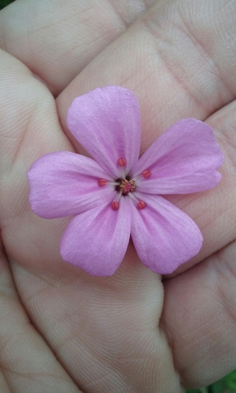 Greater Herb Robert photo 7