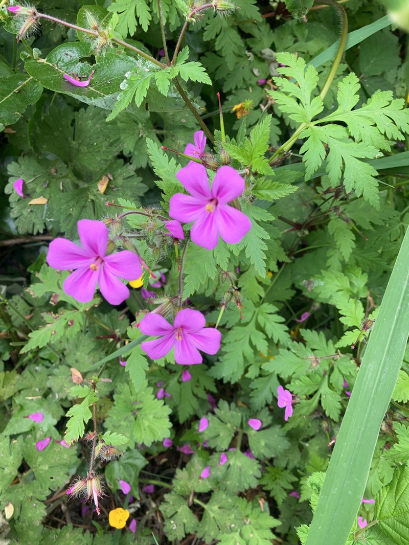 Greater Herb Robert photo 8