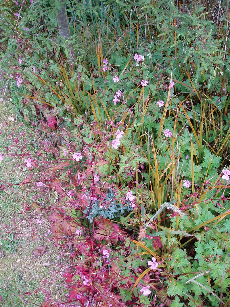 Greater Herb Robert photo 2