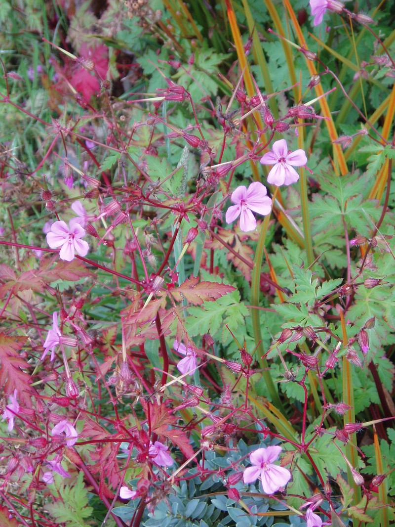 Greater Herb Robert