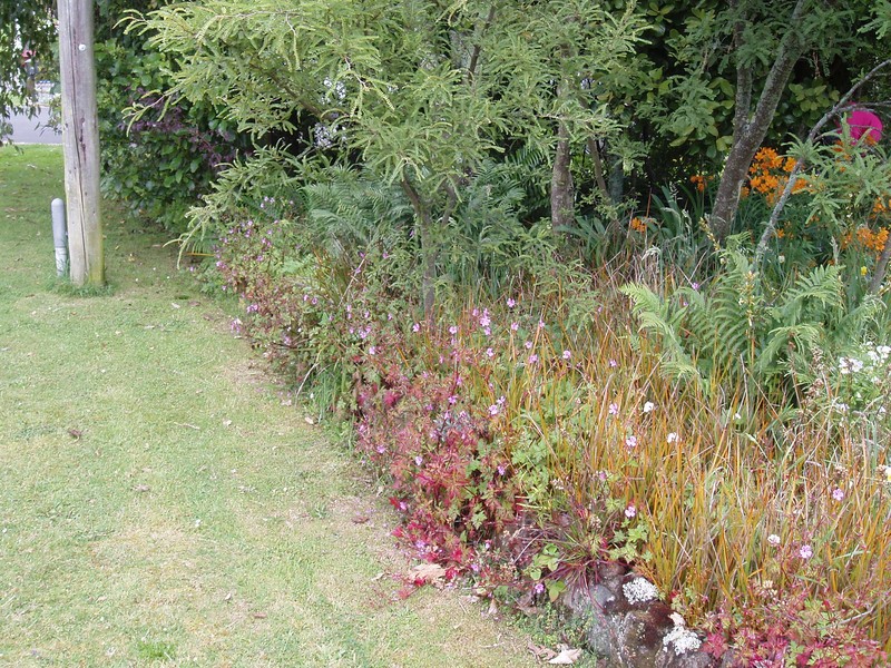 Greater Herb Robert photo 3