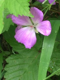 Geranium yesoense