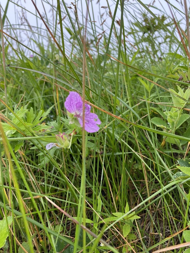 Geranium yesoense photo 2