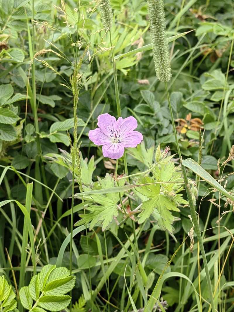 Geranium yesoense photo 3