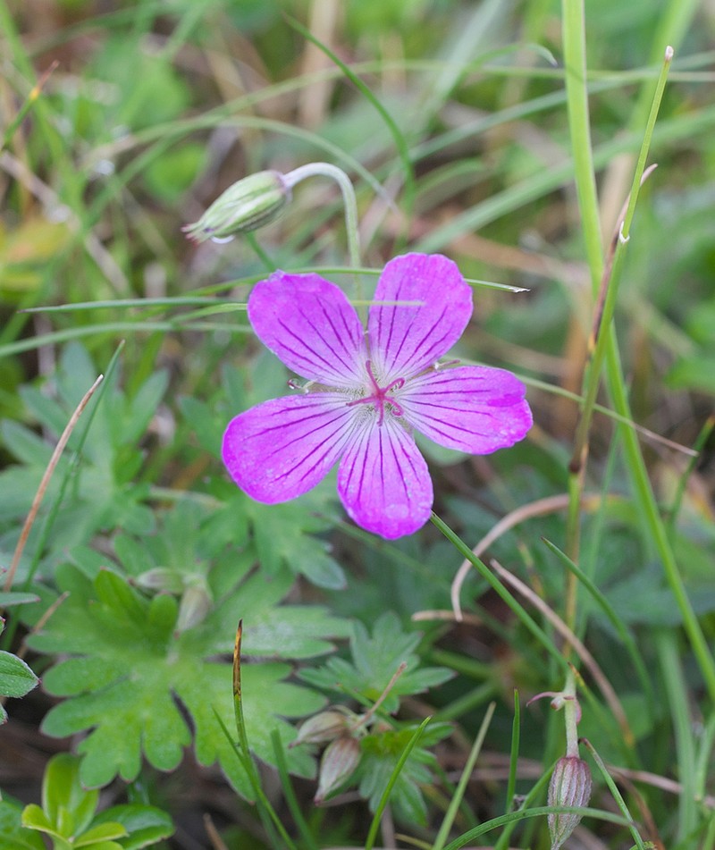 Geranium yesoense photo 4