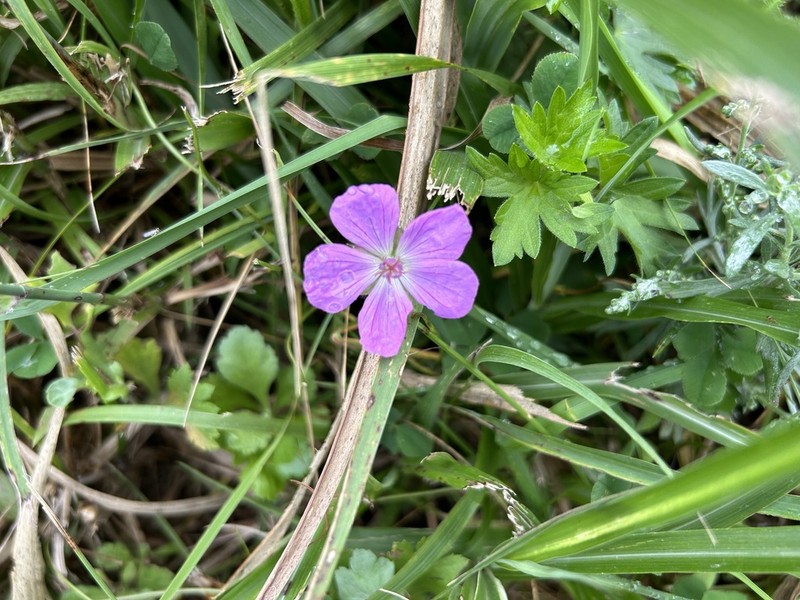 Geranium yesoense photo 5