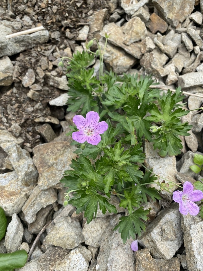 Geranium yesoense photo 6