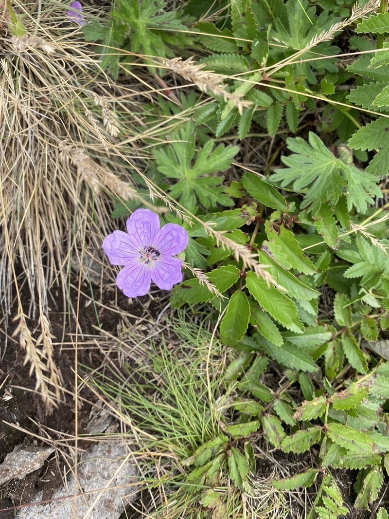 Geranium yesoense photo 7