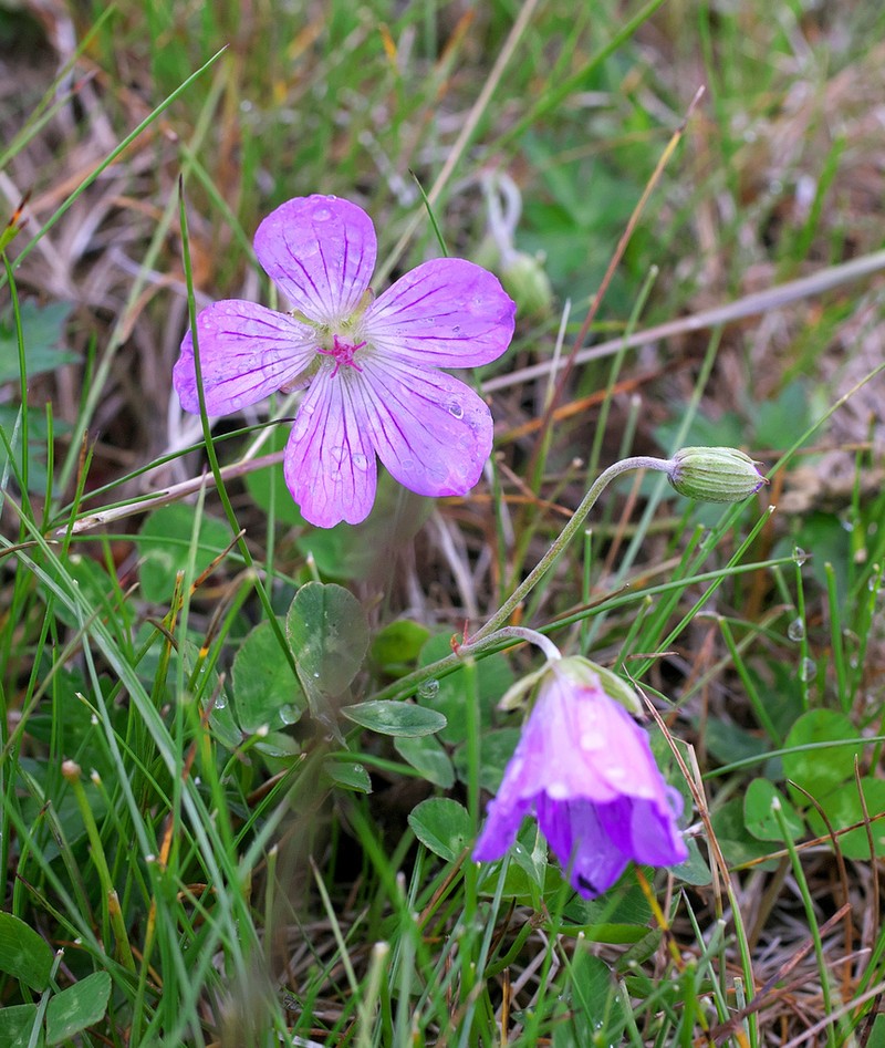 Geranium yesoense photo 8