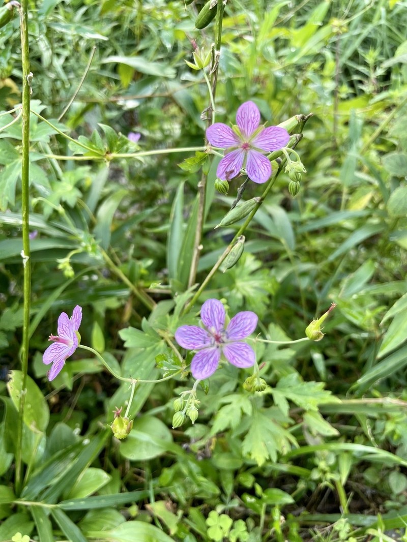 Geranium yoshinoi photo 2