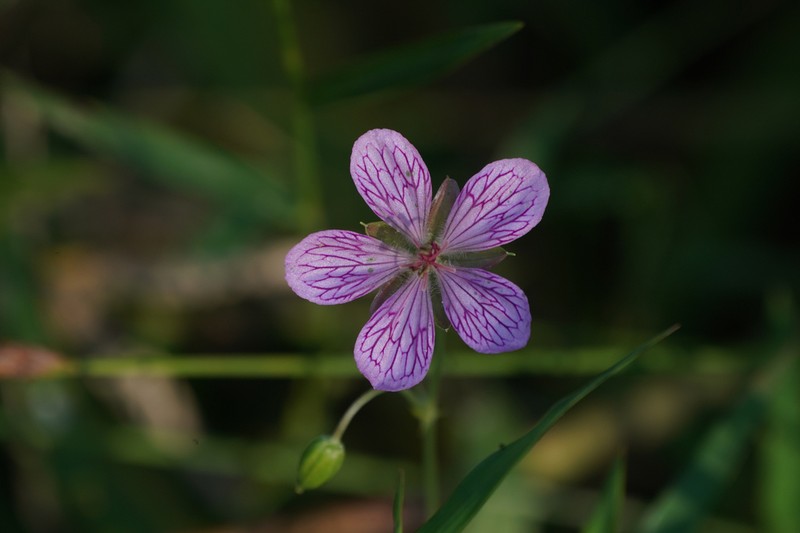 Geranium yoshinoi photo 3