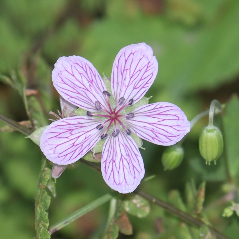 Geranium yoshinoi