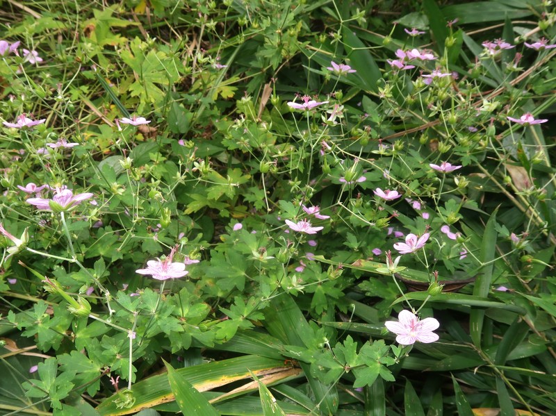 Geranium yoshinoi photo 4