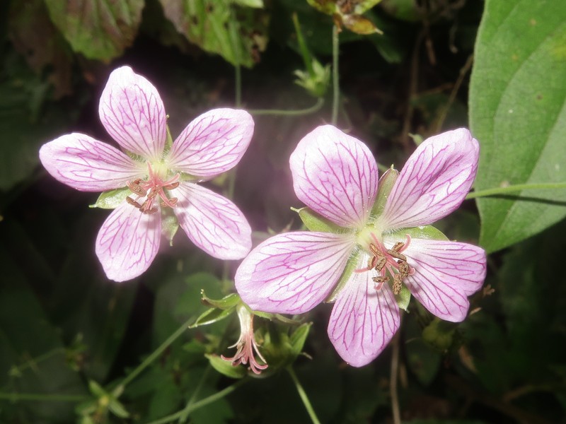 Geranium yoshinoi photo 5