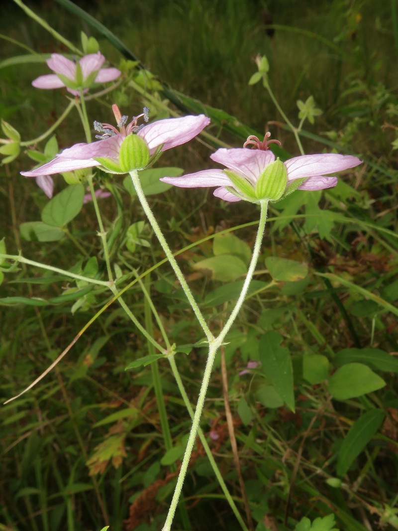 Geranium yoshinoi photo 6