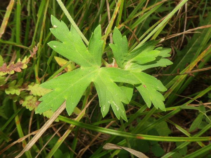 Geranium yoshinoi photo 7