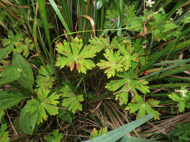 Geranium yoshinoi photo 8