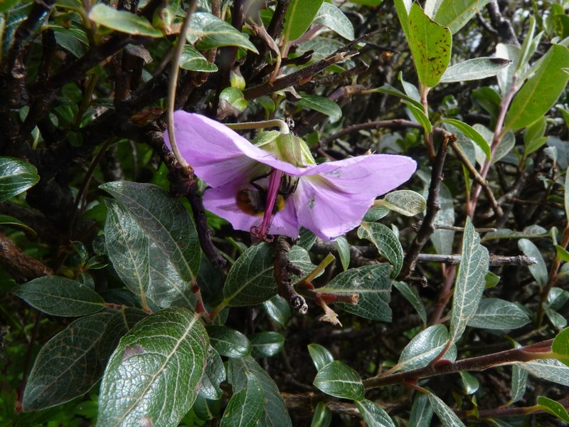 Geranium yunnanense
