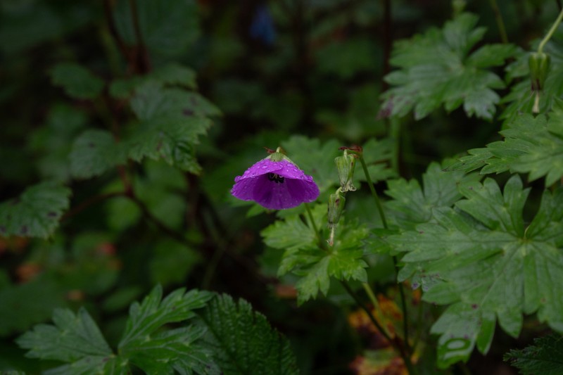 Geranium yunnanense photo 2