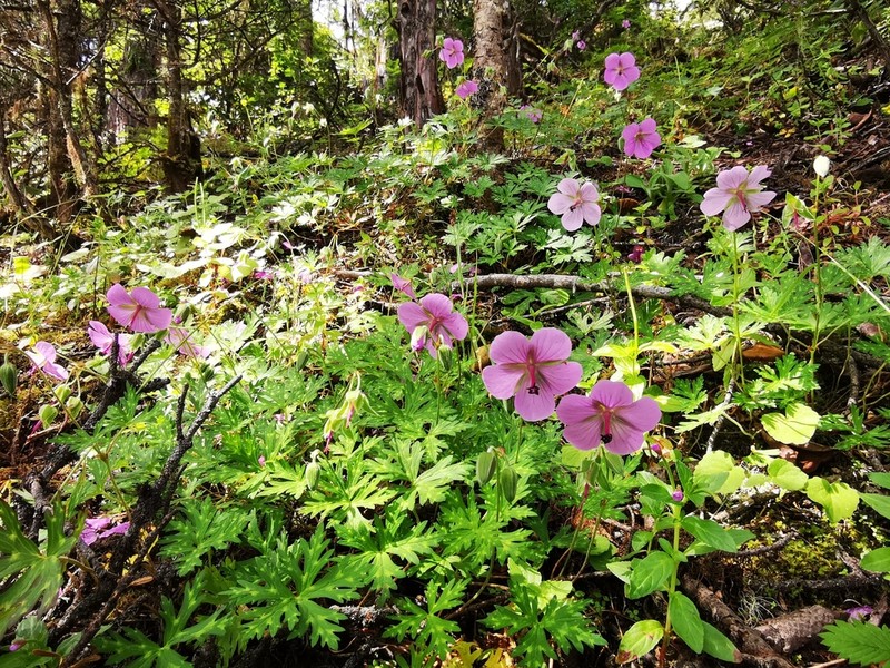 Geranium yunnanense photo 3