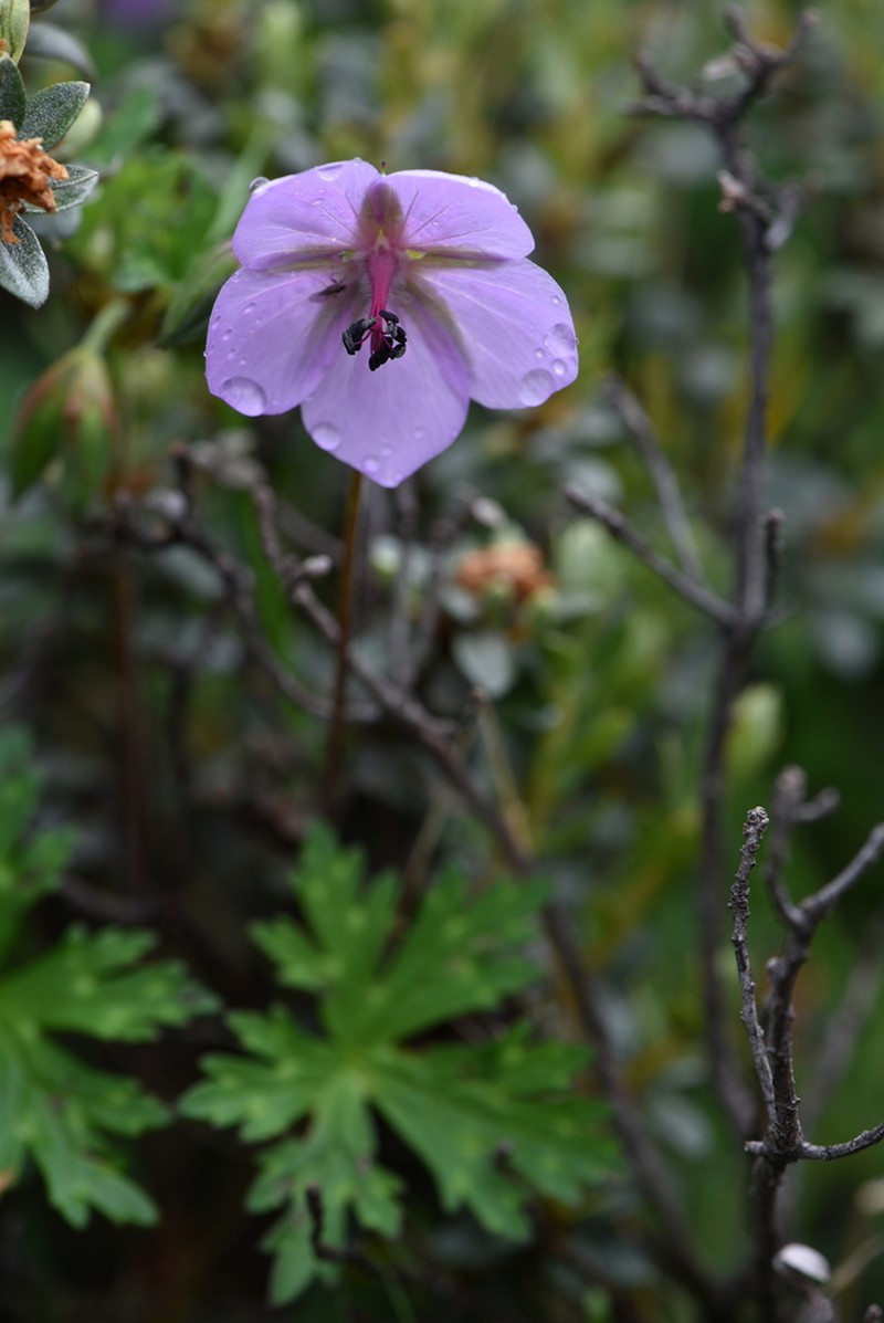 Geranium yunnanense photo 4