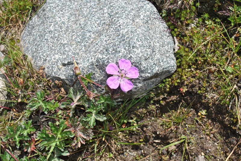 Geranium yunnanense photo 5