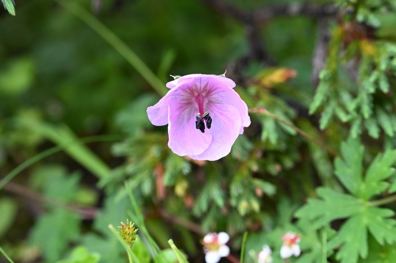 Geranium yunnanense photo 6