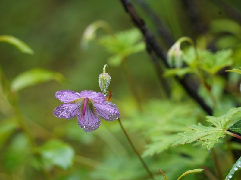 Geranium yunnanense photo 7