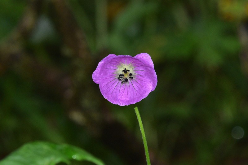 Geranium yunnanense photo 8