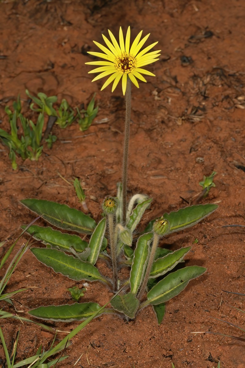 Gerbera ambigua photo 2