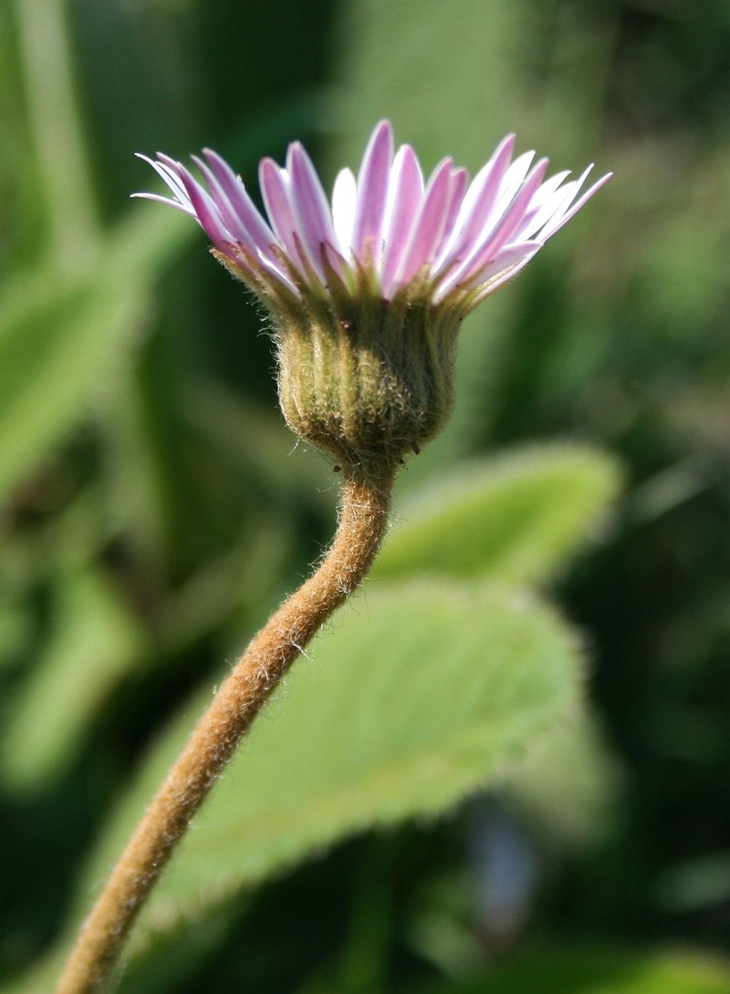 Gerbera ambigua photo 3