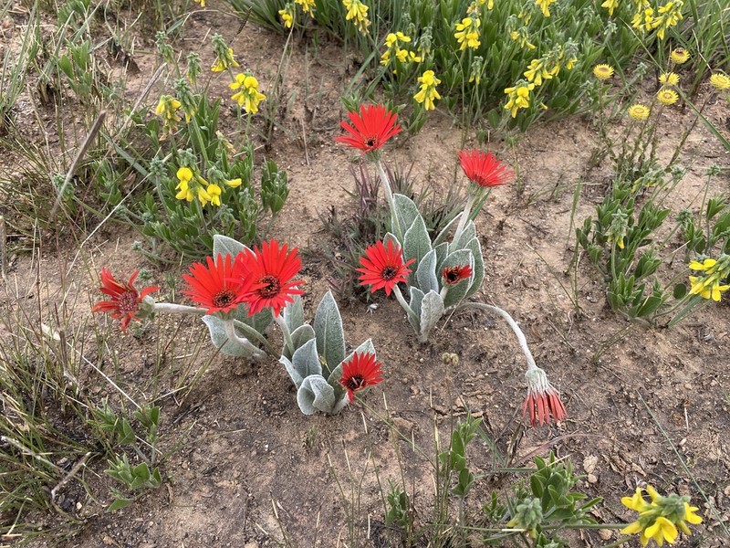 Gerbera aurantiaca