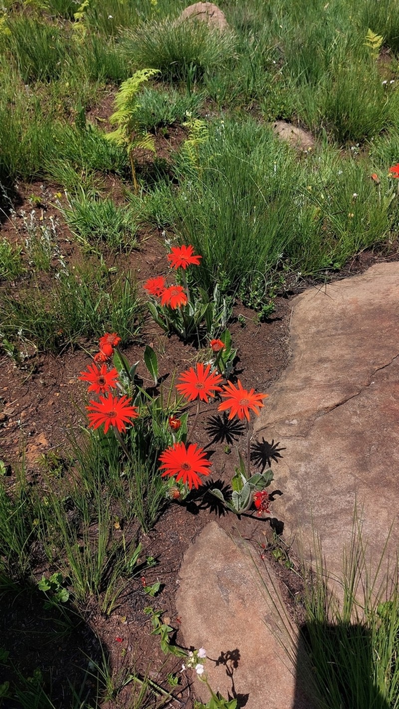 Gerbera aurantiaca photo 2