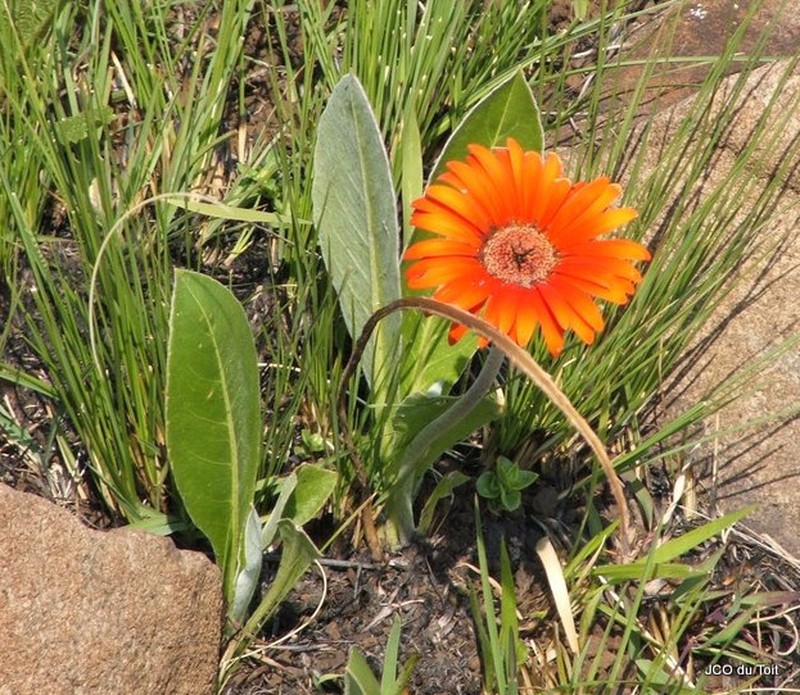 Gerbera aurantiaca photo 4