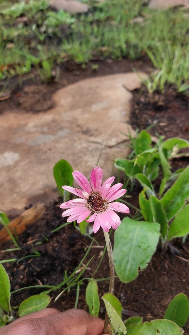 Gerbera aurantiaca photo 5