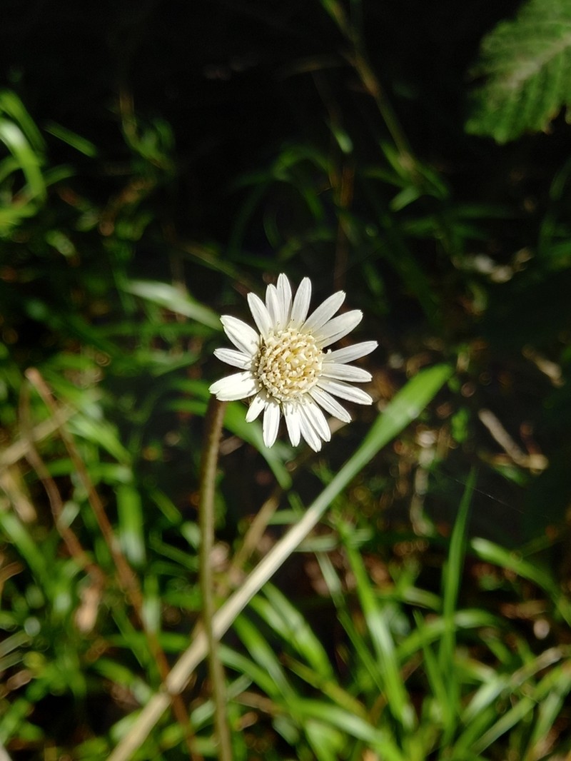 Gerbera cordata
