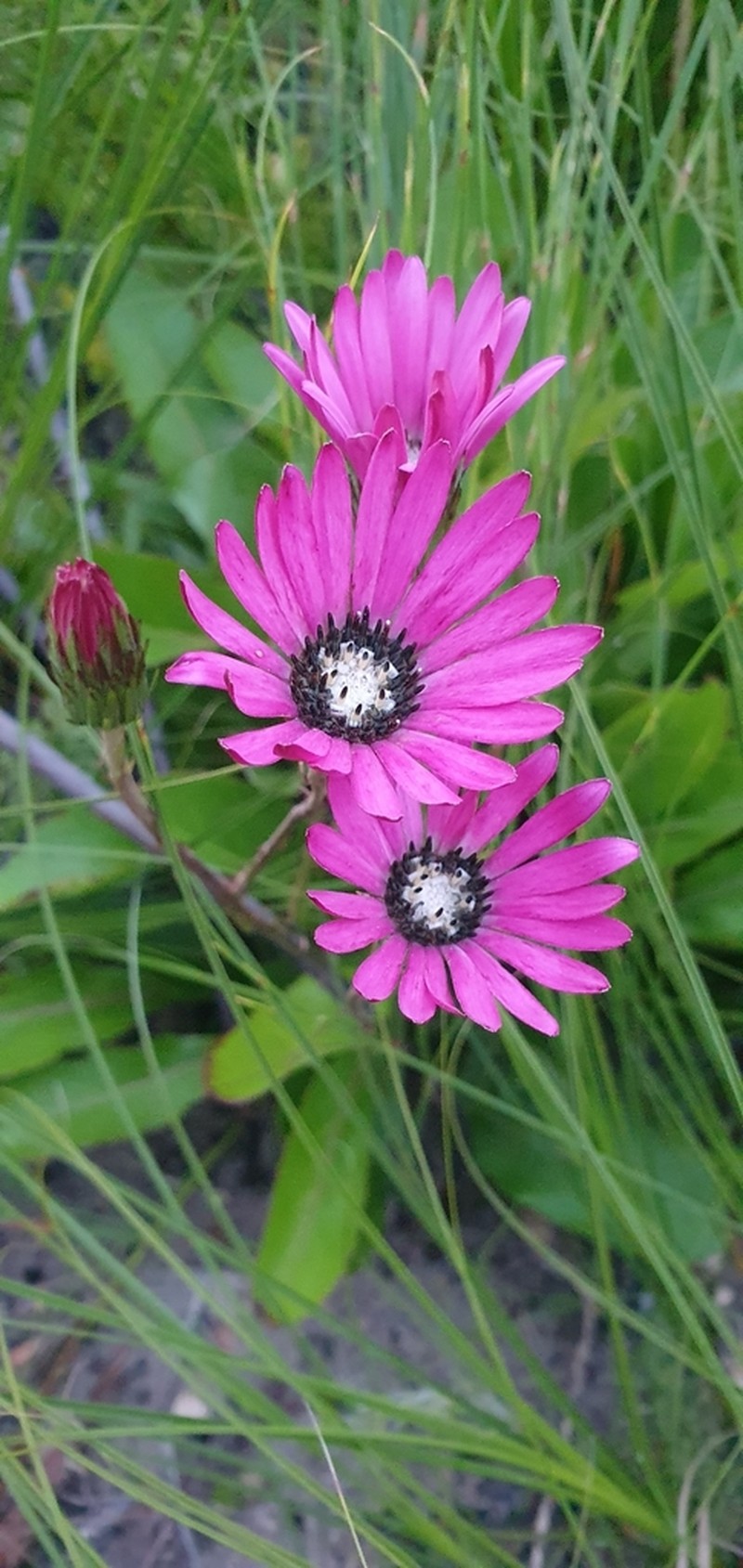 Gerbera crocea