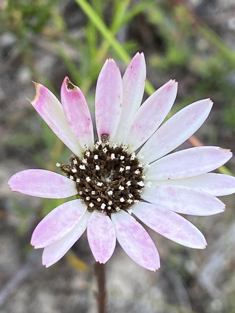 Gerbera crocea photo 7
